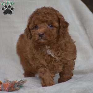 Kimberly, Miniature Poodle Puppy